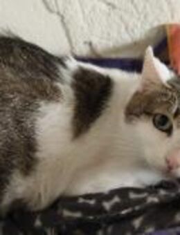 Jasnah; wunderschöne Mama - Geilenkirchen