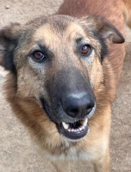 DANNY - sensibel & menschenbezogen - Dänischenhagen