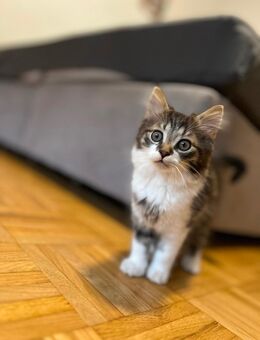 Wunderschöner Maine Coon Kater, 13 Wochen alt - Wermelskirchen