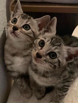 Bengalkitten in Silber - Bremen