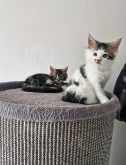 2 Mainecoon Kitten Typ Tabby - Langenhagen