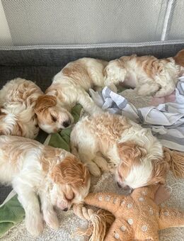 Cavalier King Charles Spaniel und Malteser - Mischling Welpen (Cavamalt) - Wilkau-Haßlau