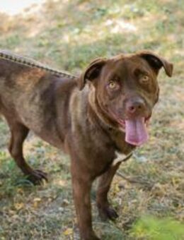 FLICKA - Familie zum Wohlfühlen gesucht - Overath