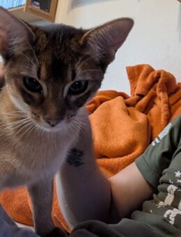Abessinier variant Kitten - Petersberg (Sachsen-Anhalt)