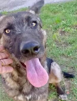 Tobi - kuschelig und fröhlich - Wedel