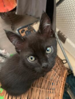 Zuckersüße Samtpfoten - Berlin Reinickendorf