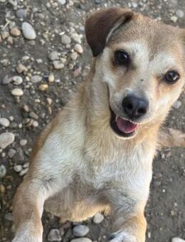 MINKA - HAT SEHR GELITTEN - Nörten-Hardenberg