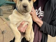 kleiner Abenteurer ARIK 🐕💞 - Völklingen