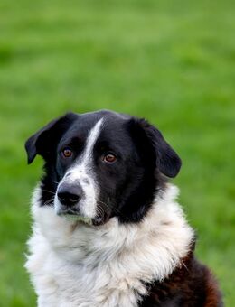 Jumpy - Lorsch (Karolingerstadt)