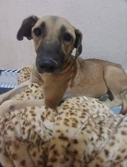 Henry lieber sanfter Rüde - München Neuhausen-Nymphenburg