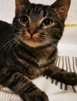 Baby Katze 3 Monate alt (weiblich) - Hamburg