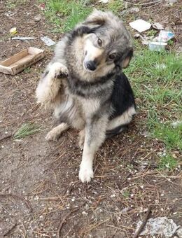 SAYA ist eine sehr freundliche 🐕Dame ♥️ - München