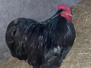 Hahn Elvis und seine 2 Damen suchen eine neue Bleibe … - Templin