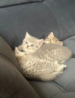 BKH KITTEN - Berlin Charlottenburg-Wilmersdorf