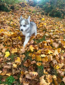 Als letzter suche ich (Ares Sibirien Malamute Husky mein Traumzuhause - Seßlach