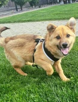 Alfi-Familienhund,Leinenführig,Katzenlie - Blankenheim (Nordrhein-Westfalen)