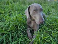 Nano ein wunderschöner Weimaraner - Berlin