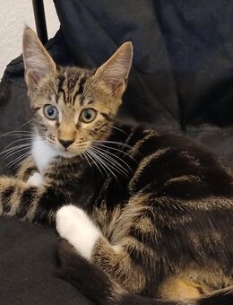 **Wunderschöne BKH Kitten im Wildlook - Frankfurt (Main)