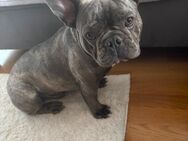 Junge französische Bulldogge - Bräunlingen