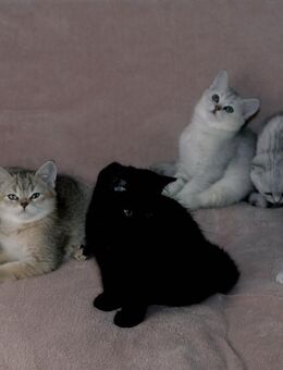 Britische Kätzchen (Mutter Blue Point × Vater Chinchilla), 6 Babys - München Schwabing-Freimann