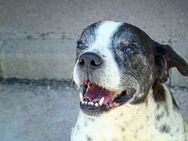 Rocco, Senior sucht... - Kettershausen