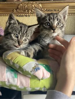 Kleine Katzen zu verkaufen - Bielefeld
