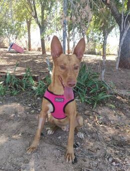 Pepón - Geilenkirchen