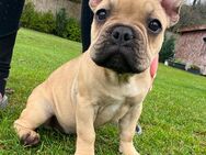 Wunderschöne Französische Bulldogge 14 Wochen alt - Angermünde