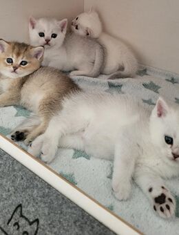 BKH kitten mit Stammbaum - Bonn