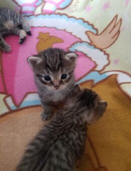 Katzenbabys - Chemnitz