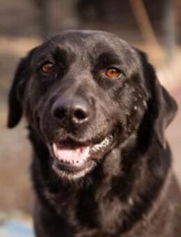 Labbi ARCHIE🩵liebevoll & anhänglich - Hamburg