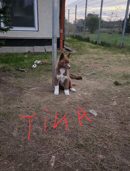 Titel: Siberian Husky Welpen suchen ein liebevolles Zuhause - Ebstorf (Klosterflecken)