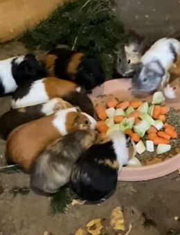 Meerschwein babys - Dortmund Hostedde