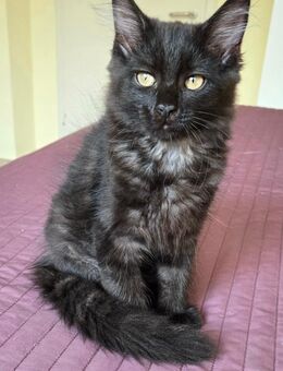 süße Kitten suchen ein liebevolles neues Zuhause - Hauenstein