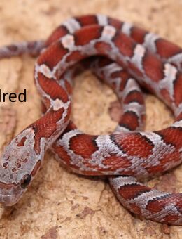 Kornnatter Jungtiere 2025 Bloodred - Hohnstorf (Elbe)