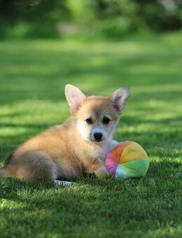 Corgi Pembroke Bube bietet Liebe und Treue auf Lebenszeit - Waldmünchen