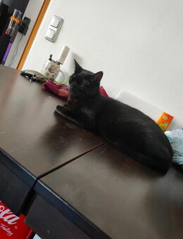 Zwei liebe Katzen abzugeben - Bruckmühl