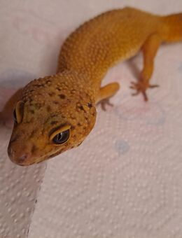 Leopardgecko 0,1 Weibchen aus 2019 - Donaustauf