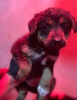 Süßes Welpenmädchen Welpe 12 C - Kallmünz