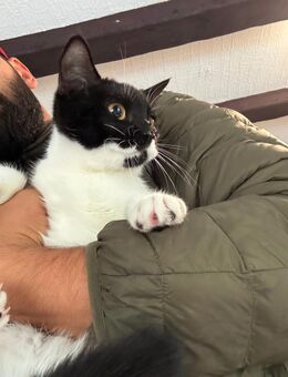 Tuxedo Bicolor Katzen Jung - Rüdesheim (Rhein)
