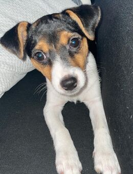 Jackrassel hündin maja sucht neues zuhause - Hamburg Altona