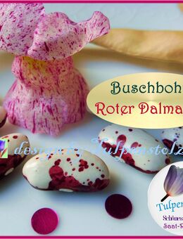 ♥ Bio Indianer Bohne Roter Dalmatiner, rot weiß Punkte Garten,Alte Sorte Tulpenstolz,Samen,Seeds,herbs, samenfest,Jacobs Cattle Gasless - Hamburg