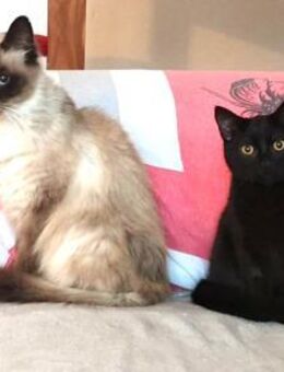 IGNATZ - unser gemütlicher Siamkater - - Kempen