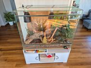 Terrarium 100cm B x 50cm T x 80cm H mit kompletter Ausstattung - Bad Hersfeld