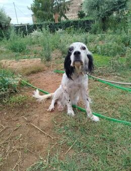 ASTRA 💜💜💜 möchte weiches Bettchen - Herxheim (Landau)