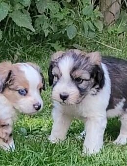 Zuckersüße Haverneser Mini Aussie Fellkinder - Gadebusch