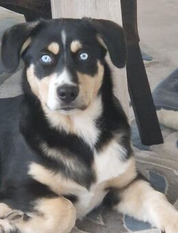 Deckhund Bordercollie & American Shepherd - Nienhagen (Niedersachsen)