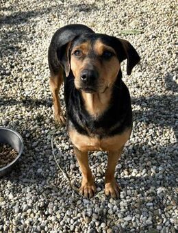 CHICO - am liebsten lebhaft unterwegs - Overath