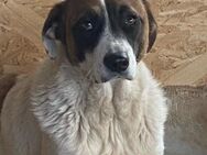 ❣️NOTFALL Dallas wird gemobbt 🐶❣️ - Eislingen (Fils)