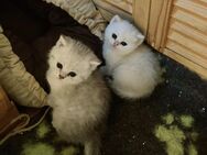 Hübsche, reinrassige BKH Kätzchen, Britisch Kurzhaar Kitten - Rudolstadt